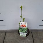 Asimina trojlaločná (Asimina triloba) ´SUNFLOWER´ - výška 25-30 cm, kont. C2L